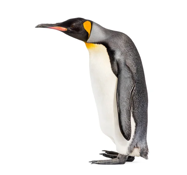 Pingouin Roi Marcheur Isolé Sur Blanc — Photo
