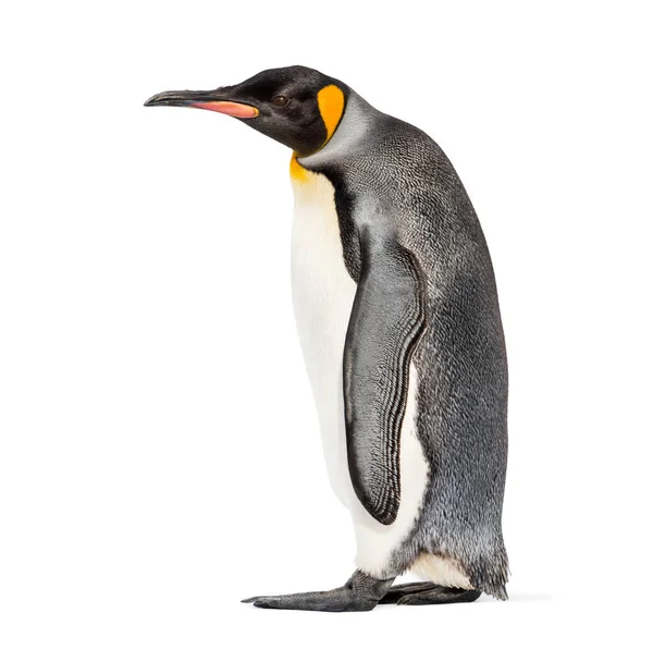 Vue Latérale Pingouin Roi Marchant Isolé Sur Blanc — Photo