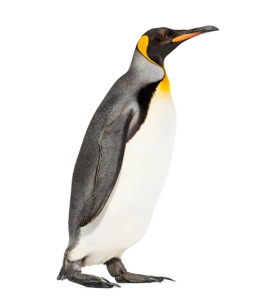 Seitenansicht Eines Königspinguins Beim Gehen Isoliert Auf Weißem Grund — Stockfoto