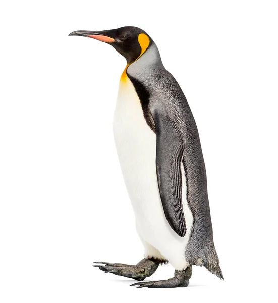 Seitenansicht Eines Königspinguins Beim Gehen Isoliert Auf Weißem Grund — Stockfoto