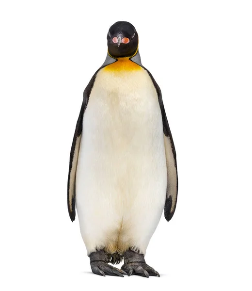 Король Пінгвін Стоїть Дивиться Камеру Перед Білим Тлом — стокове фото