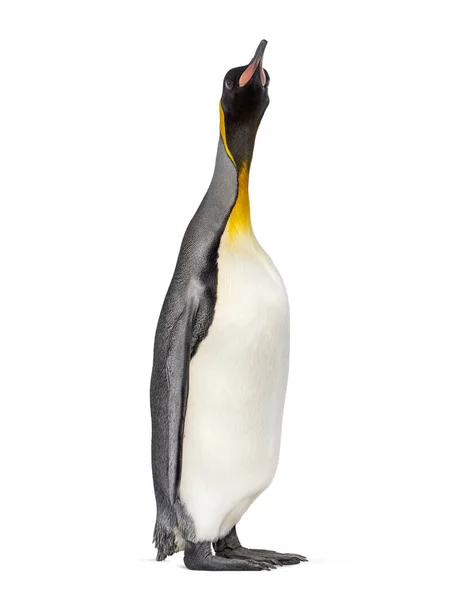 ペンギン王を見上げ白に隔離された — ストック写真
