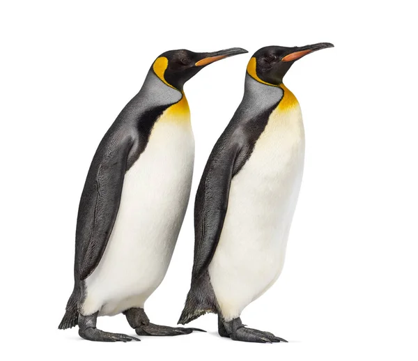 Pareja Pingüinos King Aislados Blanco — Foto de Stock