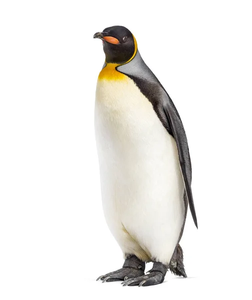 King Penguin Bird Antartica Isolated White — Stock Photo, Image