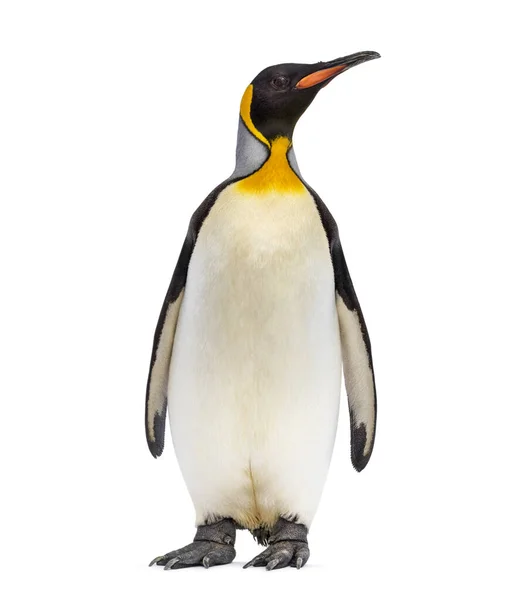 King Pingvin Tittar Upp Isolerad Vit — Stockfoto