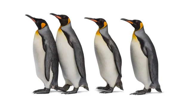 Colony King Penguins Together Isolated White — Stock Photo, Image