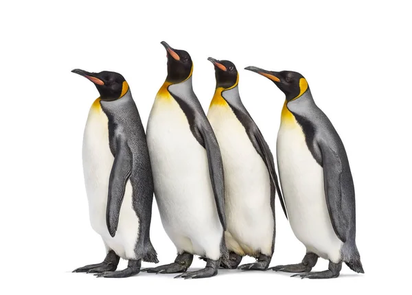 Colônia Pinguins Rei Juntos Isolados Branco — Fotografia de Stock