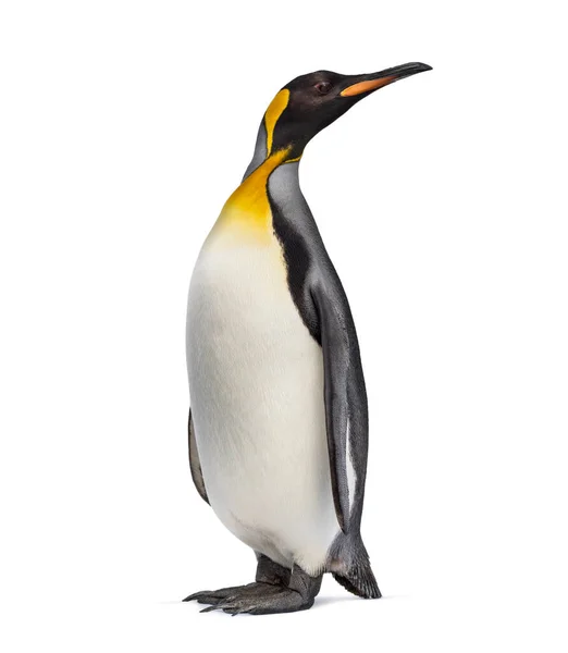 Roi Pingouin Levant Les Yeux Isolé Sur Blanc — Photo