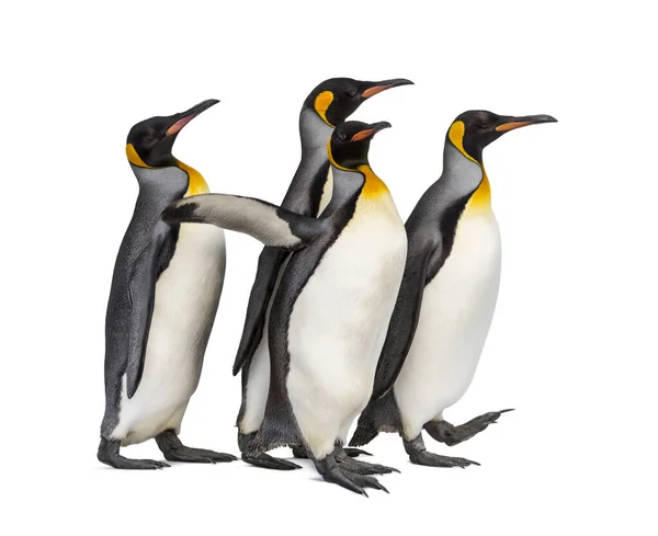 Colônia Pinguins Rei Juntos Isolados Branco — Fotografia de Stock