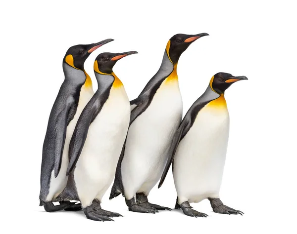 Colony King Penguins Together Isolated White — Stock Photo, Image