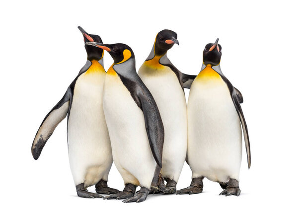 Колония пингвинов вместе, изолированные на белом

