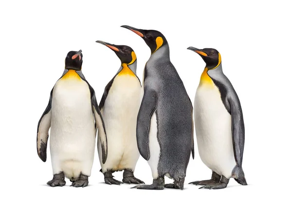 Colônia Pinguins Rei Juntos Isolados Branco — Fotografia de Stock