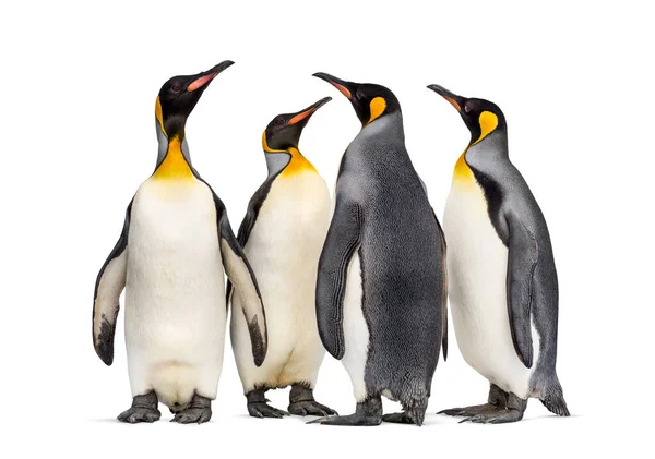 Koloni Kong Pingviner Sammen Isoleret Hvid - Stock-foto