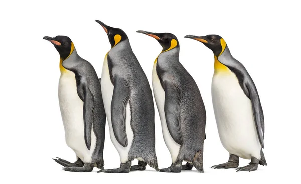 Колония Пингвинов Вместе Изолированные Белом — стоковое фото