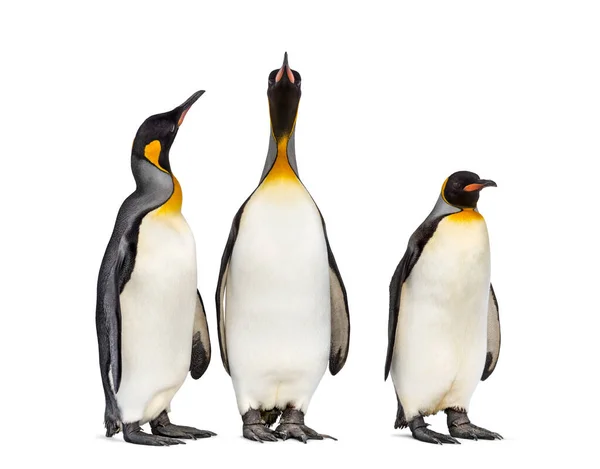 Grupo Pinguim Rei Juntos Isolados Branco — Fotografia de Stock