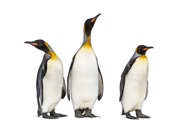 Grupo Pinguim Rei Juntos Isolados Branco — Fotografia de Stock