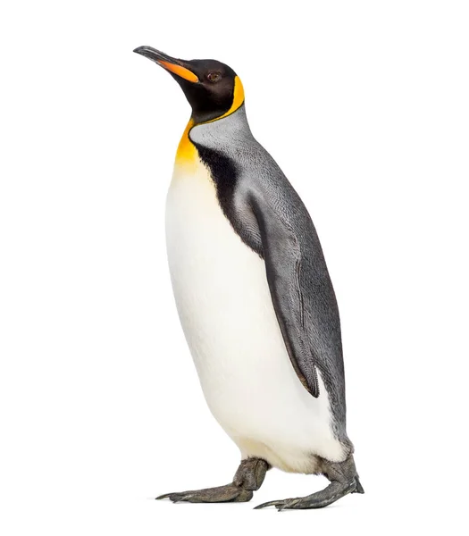 Seitenansicht Eines Königspinguins Beim Gehen Isoliert Auf Weißem Grund — Stockfoto