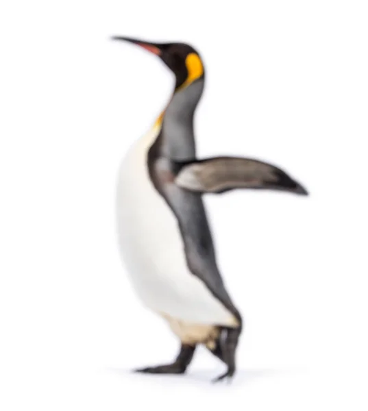 Blury Περπάτημα King Πιγκουίνος Απομονώνονται Λευκό — Φωτογραφία Αρχείου