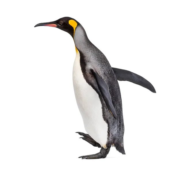 Seitenansicht Eines Königspinguins Beim Gehen Isoliert Auf Weißem Grund — Stockfoto