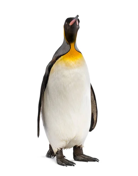 Pinguino Isolato Bianco — Foto Stock