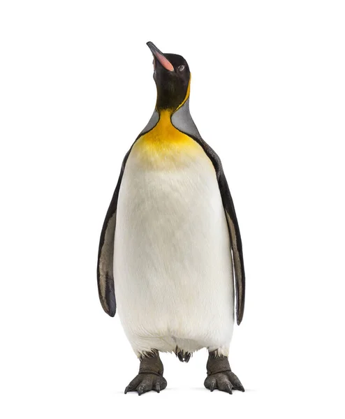 King Penguin Isolated White — Stock Photo, Image