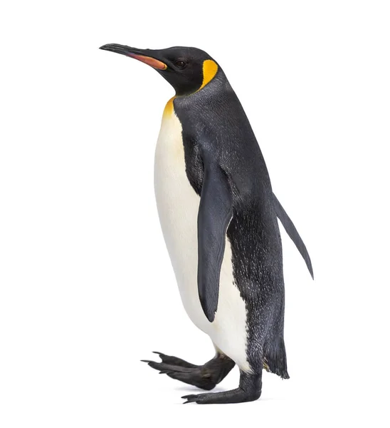 白の上に隔離されたペンギンの散歩の側面図 — ストック写真