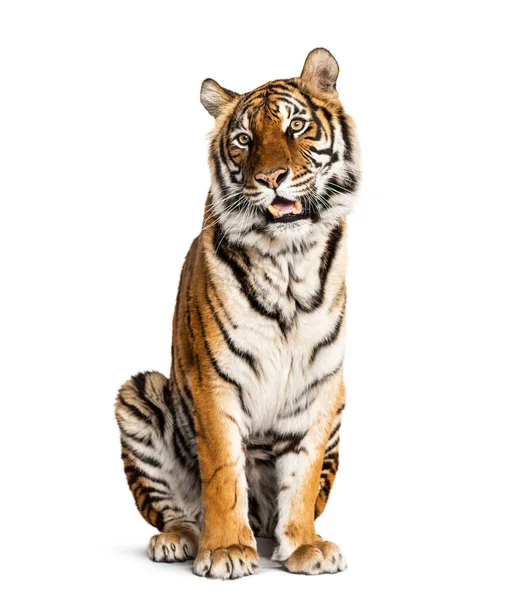 Сидя Тяжело Дыша Тигр Изолирован Белом — стоковое фото