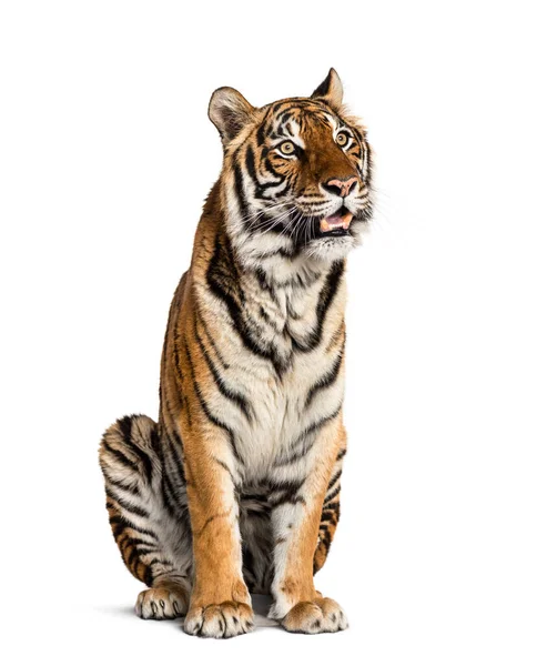 Sitting Panting Tiger Isolated White — Stock Photo, Image