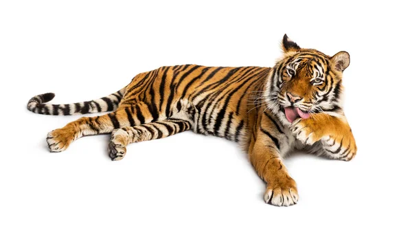 Tigre Deitado Limpando Sua Pata Isolado Branco — Fotografia de Stock