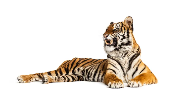 Τίγρης Ξαπλωμένος Δείχνει Δόντια Του Απομονωμένος Λευκό — Φωτογραφία Αρχείου