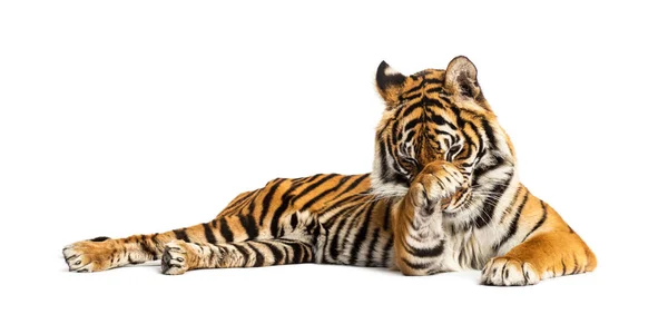 Tiger Lying Cleaning Its Paw Isolated White — Stock Photo, Image