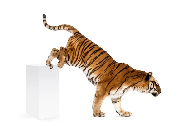 Tygrys Schodzi Dół Białe Pudełko Izolowane Białym — Zdjęcie stockowe