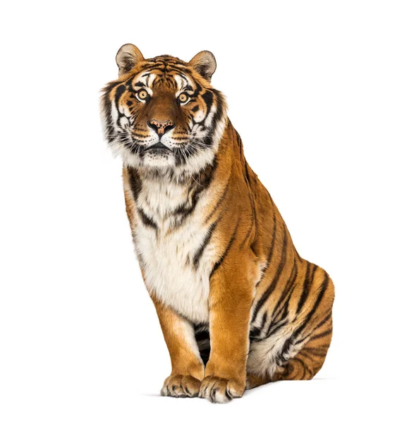 Tiger Sitting Staring Camera Isolated White — Stock Photo, Image