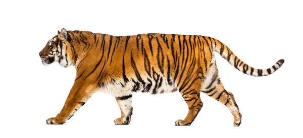 Zijaanzicht Van Een Tiger Die Wegloopt Geïsoleerd Wit — Stockfoto