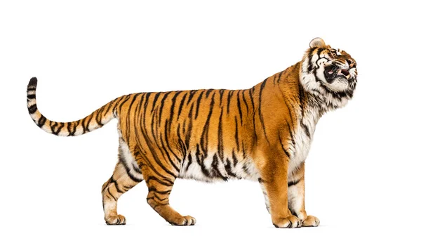 Πλευρική Άποψη Προφίλ Ενός Τίγρη Δείχνει Δόντι Του Απομονώνονται Λευκό — Φωτογραφία Αρχείου