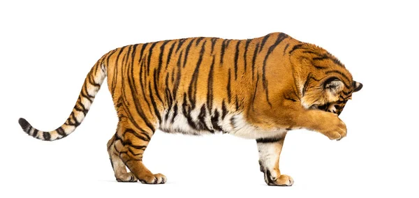 Widok Boku Profil Tygrysa Ukrywającego Głowę Łapą Odizolowanego Biało — Zdjęcie stockowe