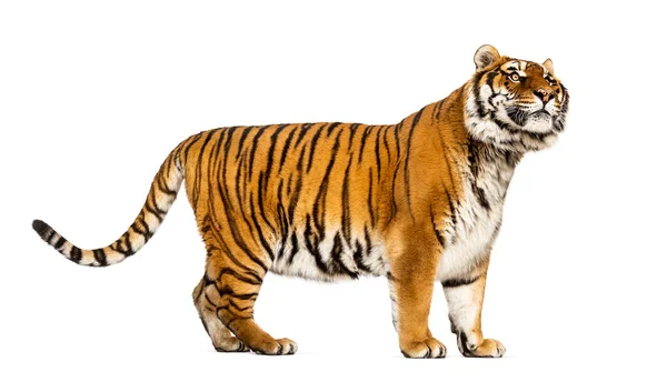 Zijaanzicht Profiel Van Een Tiger Staand Kijkend Weg Geïsoleerd Wit — Stockfoto