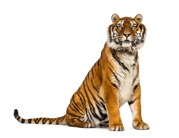 Tigre Seduta Guardare Macchina Fotografica Isolata Bianco — Foto Stock