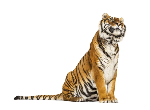 Tiger Sitzend Isoliert Auf Weiß — Stockfoto