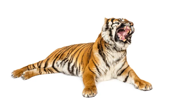 Ревущий Тигр Лежит Изолированный Белом — стоковое фото