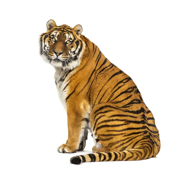Вид Сзади Тигра Сидящего Оглядывающегося Камеру Изолированного Белом Фоне — стоковое фото