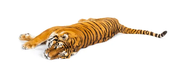 Tygr Leží Izolovaný Bílém — Stock fotografie
