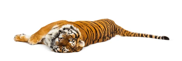 Tiger Liggende Isoleret Hvid - Stock-foto