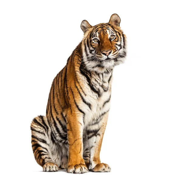 Tygr Sedí Izolovaný Bílém — Stock fotografie