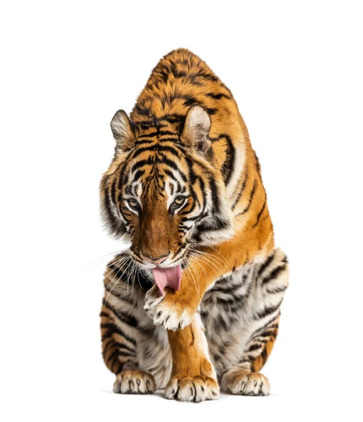 Tiger Sitzt Und Reinigt Sich Isoliert Auf Weiß — Stockfoto