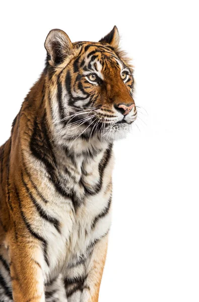 Närbild Tigers Huvud Isolerad Vitt — Stockfoto