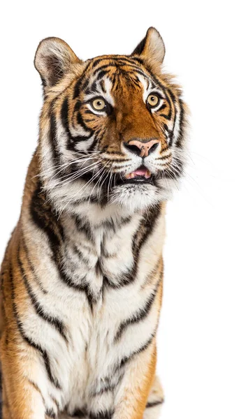 Detailní Záběr Tygří Hlavu Izolovanou Bílém — Stock fotografie