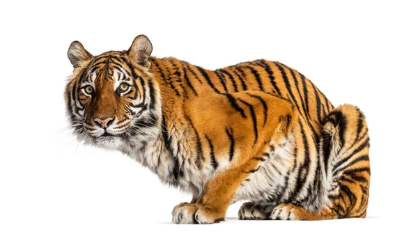 Tigre Distogliendo Sguardo Isolata Sul Bianco — Foto Stock