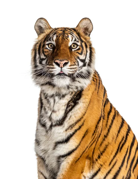 Nahaufnahme Auf Dem Kopf Eines Tigers Isoliert — Stockfoto