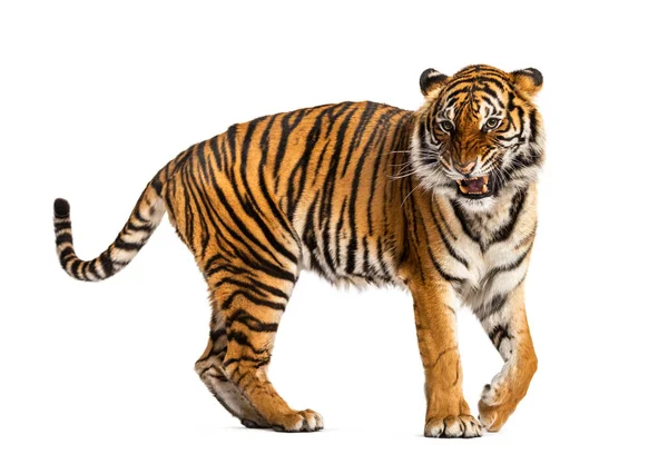 Walkingtiger Toont Zijn Tand Ziet Agressief Geïsoleerd Uit — Stockfoto